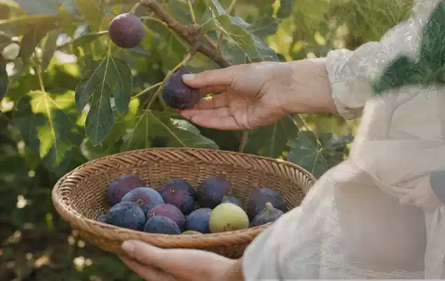 Hand pflückt eine reife Feige über einem flachen Korb mit Früchten; Thema Gemüse im Hochbeet, Schwerpunkt Aussaat; Praxisalltag.