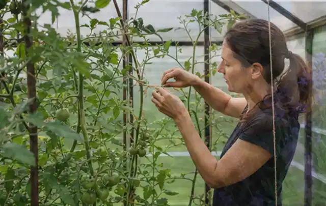 Person bindet junge Tomatentriebe in einem privaten Gewächshaus vorsichtig an; Thema Gemüse im Hochbeet, Schwerpunkt Bewässerung; Ergebnis.