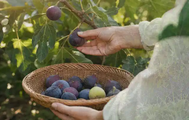 Hand pflückt eine reife Feige über einem flachen Korb mit Früchten; Thema Gemüse im Hochbeet, Schwerpunkt Einsteigerwissen; Ergebnis.