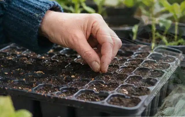 Hand legt einzelne Samen in vorbereitete Anzuchtschalen mit lockerer Erde; Thema Gemüse im Hochbeet, Schwerpunkt Ernte; Umsetzung.