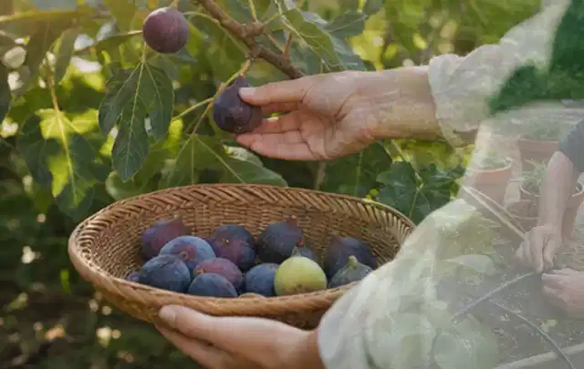 Hand pflückt eine reife Feige über einem flachen Korb mit Früchten; Thema Gemüse im Hochbeet, Schwerpunkt Ernte; Kontrolle.