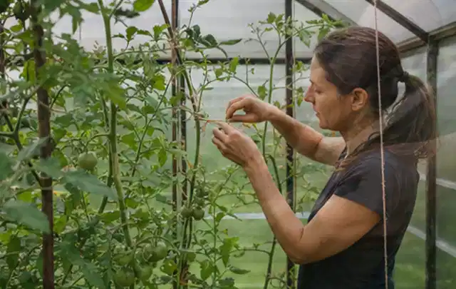 Person bindet junge Tomatentriebe in einem privaten Gewächshaus vorsichtig an; Thema Gemüse im Hochbeet, Schwerpunkt Fehlerhilfe; Umsetzung.