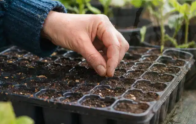 Hand legt einzelne Samen in vorbereitete Anzuchtschalen mit lockerer Erde; Thema Gemüse im Hochbeet, Schwerpunkt Fehlerhilfe; Kontrolle.