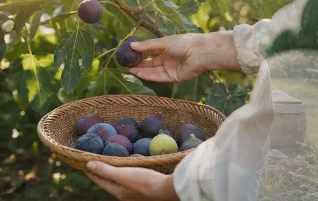 Hand pflückt eine reife Feige über einem flachen Korb mit Früchten; Thema Gemüse im Hochbeet, Schwerpunkt Fehlerhilfe; Ergebnis.