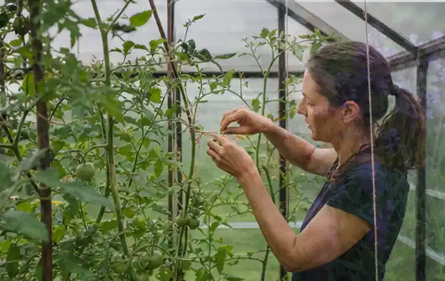 Person bindet junge Tomatentriebe in einem privaten Gewächshaus vorsichtig an; Thema Gemüse im Hochbeet, Schwerpunkt Gesundheit; Kontrolle.