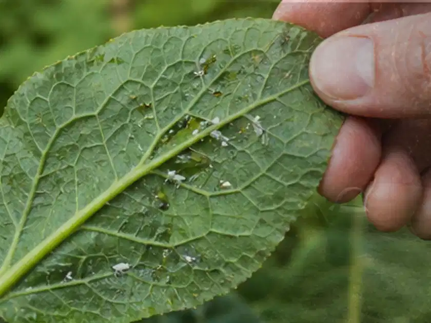 Hand hält ein Blatt mit kleinen hellen Schädlingen auf der Unterseite; Thema Gemüse im Hochbeet, Schwerpunkt Pflanzenschutz; Titelbild.