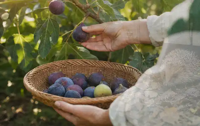 Hand pflückt eine reife Feige über einem flachen Korb mit Früchten; Thema Gemüse im Hochbeet, Schwerpunkt Saisonkalender; Umsetzung.