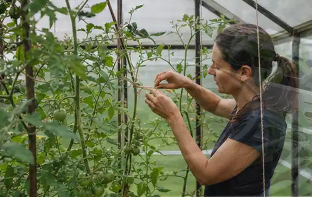 Person bindet junge Tomatentriebe in einem privaten Gewächshaus vorsichtig an; Thema Gemüse im Hochbeet, Schwerpunkt Standort; Kontrolle.