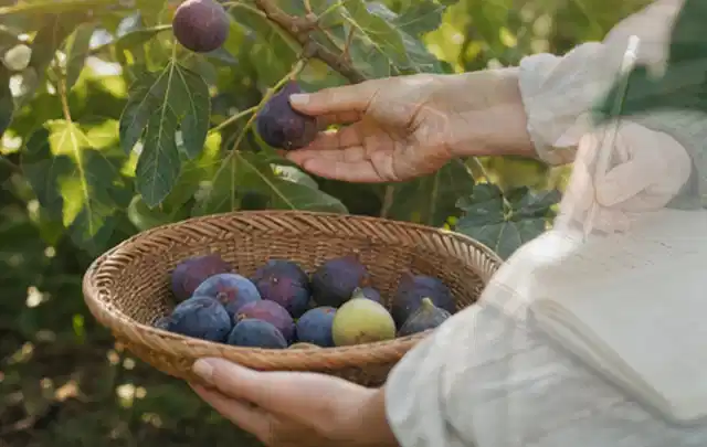 Hand pflückt eine reife Feige über einem flachen Korb mit Früchten; Thema Gemüse, Schwerpunkt Themenwelt; Umsetzung.