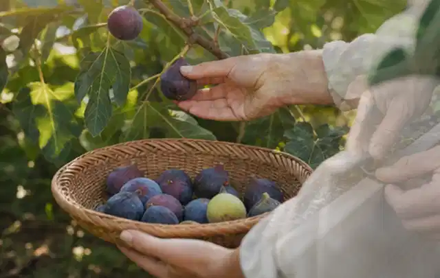 Hand pflückt eine reife Feige über einem flachen Korb mit Früchten; Thema Gemüse Obst Kräuter Hochbeete Gewächshaus, Schwerpunkt Gartenwissen; Umsetzung.