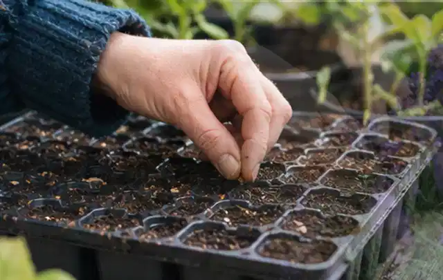 Hand legt einzelne Samen in vorbereitete Anzuchtschalen mit lockerer Erde; Thema Gemüse Obst Kräuter Hochbeete Gewächshaus, Schwerpunkt Gartenwissen;…