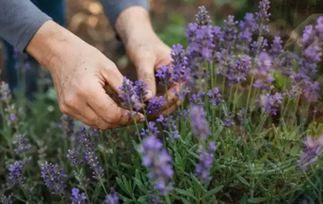 Hände pflegen blühenden Lavendel in einem natürlich angelegten Gartenbeet; Thema Geranien, Schwerpunkt Bewässerung; Ergebnis.