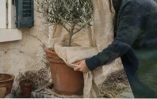 Person umhüllt eine mediterrane Kübelpflanze mit atmungsaktivem Winterschutz; Thema Geranien, Schwerpunkt Blumen; Umsetzung.