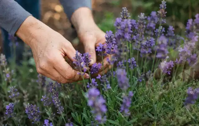 Hände pflegen blühenden Lavendel in einem natürlich angelegten Gartenbeet; Thema Geranien, Schwerpunkt Boden; Umsetzung.
