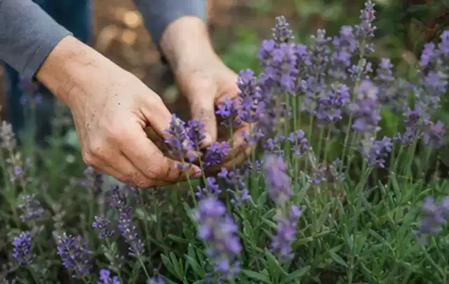 Hände pflegen blühenden Lavendel in einem natürlich angelegten Gartenbeet; Thema Geranien, Schwerpunkt Einsteigerwissen; Kontrolle.