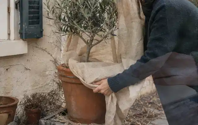 Person umhüllt eine mediterrane Kübelpflanze mit atmungsaktivem Winterschutz; Thema Geranien, Schwerpunkt Einsteigerwissen; Praxisalltag.