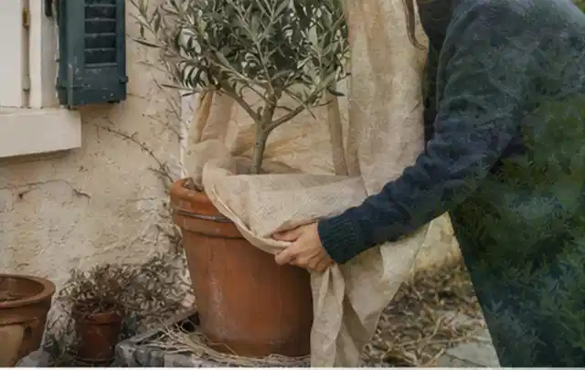 Person umhüllt eine mediterrane Kübelpflanze mit atmungsaktivem Winterschutz; Thema Geranien, Schwerpunkt Fehlerhilfe; Ausgangslage.