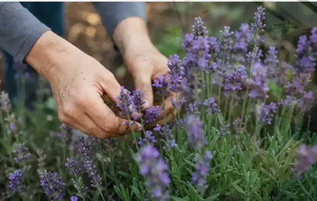 Hände pflegen blühenden Lavendel in einem natürlich angelegten Gartenbeet; Thema Geranien, Schwerpunkt Gartenpraxis; Ausgangslage.