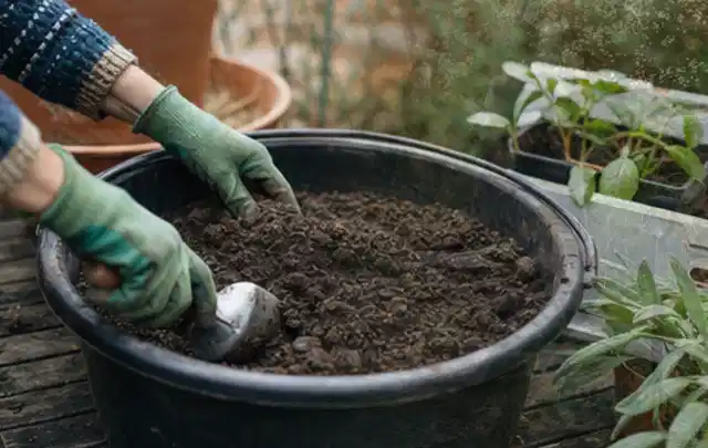 Behandschuhte Hände bereiten lockere Pflanzerde in einem großen Kübel vor; Thema Geranien, Schwerpunkt Gartenpraxis; Kontrolle.