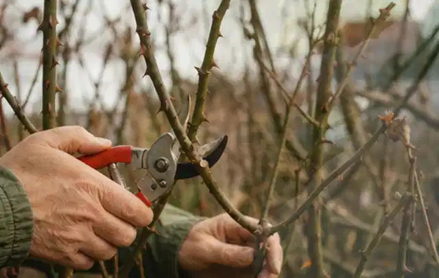 Hände schneiden einen älteren Rosenstrauch mit einer sauberen Gartenschere; Thema Geranien, Schwerpunkt Gartenpraxis; Praxisalltag.