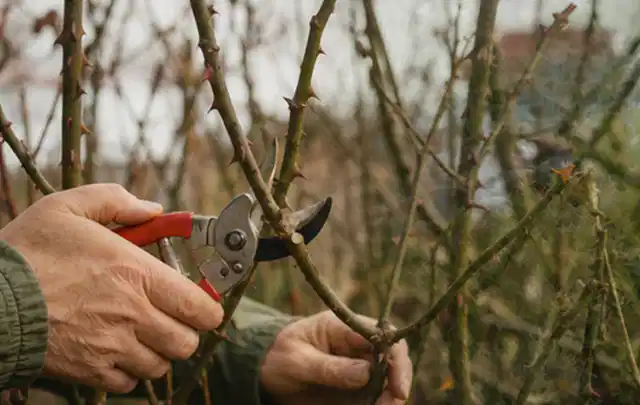 Hände schneiden einen älteren Rosenstrauch mit einer sauberen Gartenschere; Thema Geranien, Schwerpunkt Jahrespflege; Ergebnis.