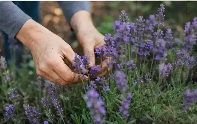 Hände pflegen blühenden Lavendel in einem natürlich angelegten Gartenbeet; Thema Geranien, Schwerpunkt Kaufberatung; Kontrolle.