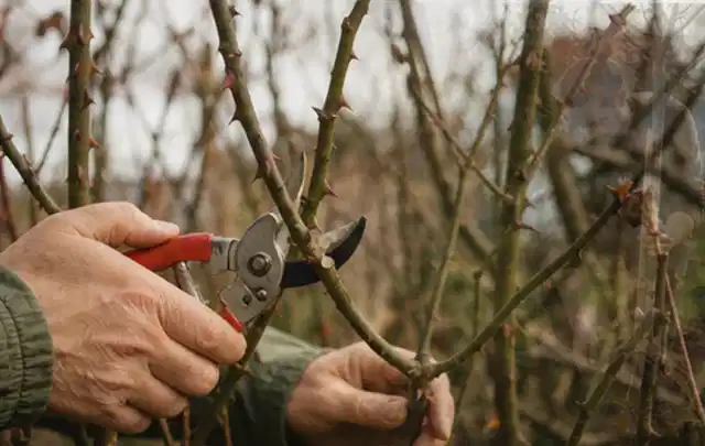 Hände schneiden einen älteren Rosenstrauch mit einer sauberen Gartenschere; Thema Geranien, Schwerpunkt Pflanzenschutz; Ausgangslage.