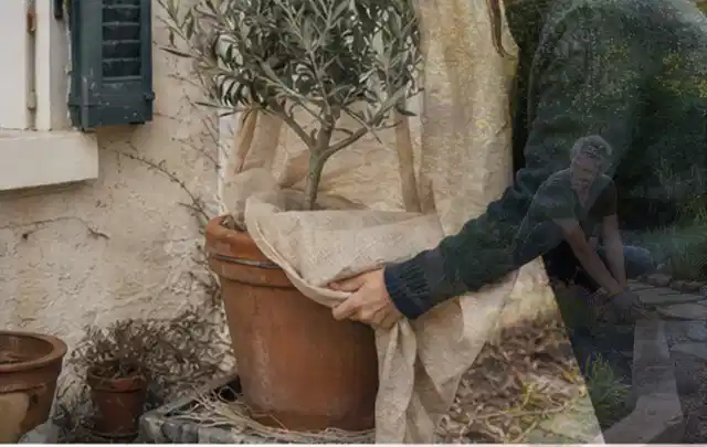Person umhüllt eine mediterrane Kübelpflanze mit atmungsaktivem Winterschutz; Thema Geranien, Schwerpunkt Pflanzenschutz; Umsetzung.