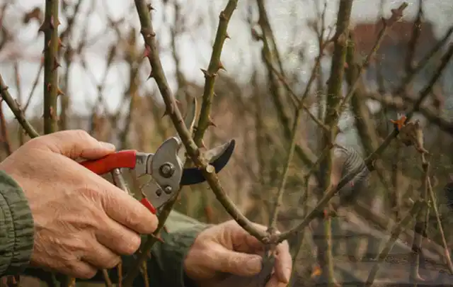 Hände schneiden einen älteren Rosenstrauch mit einer sauberen Gartenschere; Thema Geranien, Schwerpunkt Pflanzpartner; Praxisalltag.