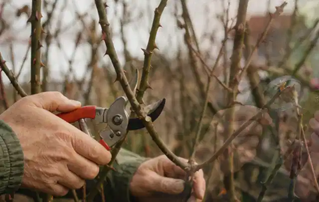 Hände schneiden einen älteren Rosenstrauch mit einer sauberen Gartenschere; Thema Geranien, Schwerpunkt Problemlösung; Ausgangslage.