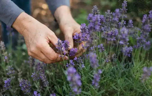 Hände pflegen blühenden Lavendel in einem natürlich angelegten Gartenbeet; Thema Geranien, Schwerpunkt Problemlösung; Kontrolle.
