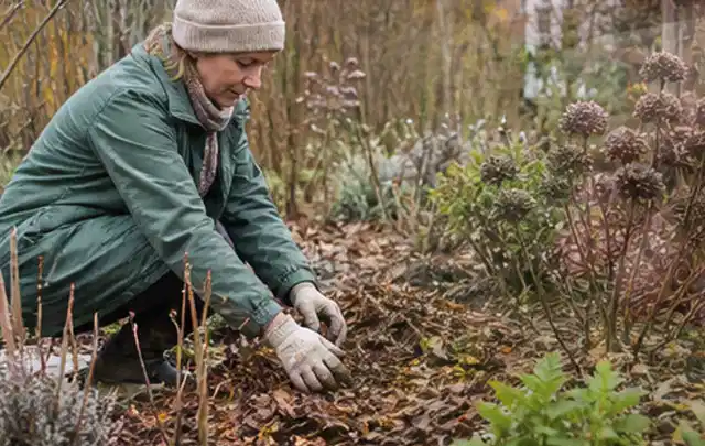Person verteilt eine schützende Mulchschicht zwischen winterlichen Stauden; Thema Geranien, Schwerpunkt Problemlösung; Ergebnis.