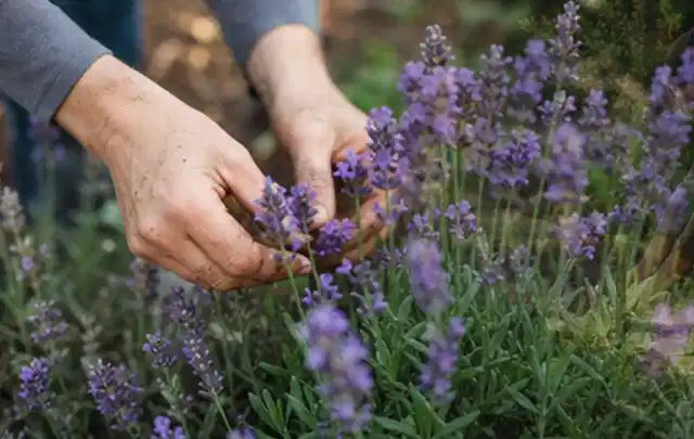 Hände pflegen blühenden Lavendel in einem natürlich angelegten Gartenbeet; Thema Geranien, Schwerpunkt Rückschnitt; Umsetzung.