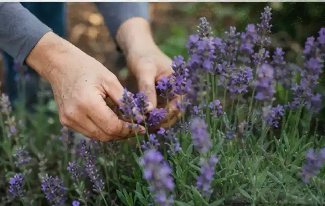 Hände pflegen blühenden Lavendel in einem natürlich angelegten Gartenbeet; Thema Geranien, Schwerpunkt Sortenwahl; Ausgangslage.