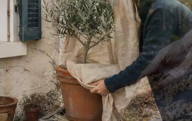 Person umhüllt eine mediterrane Kübelpflanze mit atmungsaktivem Winterschutz; Thema Geranien, Schwerpunkt Sortenwahl; Umsetzung.