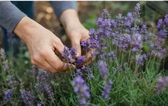 Hände pflegen blühenden Lavendel in einem natürlich angelegten Gartenbeet; Thema Geranien, Schwerpunkt Standort; Ausgangslage.
