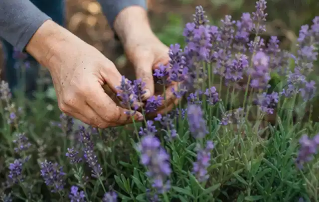 Hände pflegen blühenden Lavendel in einem natürlich angelegten Gartenbeet; Thema Geranien, Schwerpunkt Topfkultur; Umsetzung.