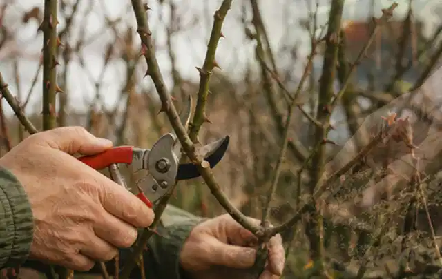 Hände schneiden einen älteren Rosenstrauch mit einer sauberen Gartenschere; Thema Geranien, Schwerpunkt Topfkultur; Ergebnis.