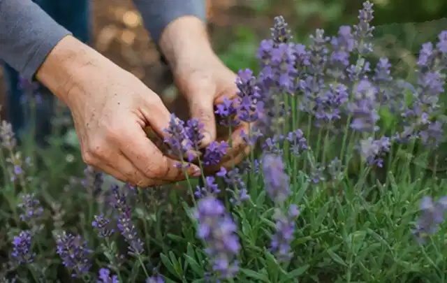 Hände pflegen blühenden Lavendel in einem natürlich angelegten Gartenbeet; Thema Geranien, Schwerpunkt Vermehrung; Ergebnis.
