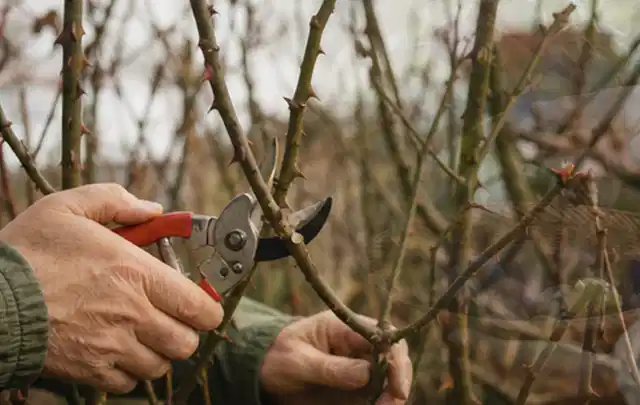 Hände schneiden einen älteren Rosenstrauch mit einer sauberen Gartenschere; Thema Geranien, Schwerpunkt Vermehrung; Praxisalltag.