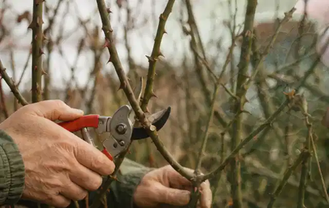 Hände schneiden einen älteren Rosenstrauch mit einer sauberen Gartenschere; Thema Geranien, Schwerpunkt Wachstum; Kontrolle.