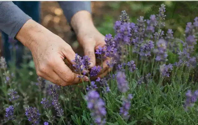 Hände pflegen blühenden Lavendel in einem natürlich angelegten Gartenbeet; Thema Geranien, Schwerpunkt Winterpflege; Kontrolle.