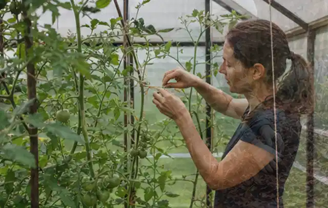 Person bindet junge Tomatentriebe in einem privaten Gewächshaus vorsichtig an; Thema Gewächshaus Belüftung, Schwerpunkt Aufbau; Kontrolle.