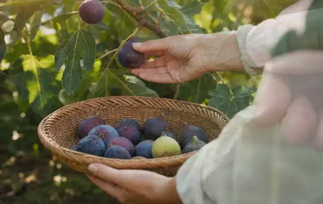 Hand pflückt eine reife Feige über einem flachen Korb mit Früchten; Thema Gewächshaus Belüftung, Schwerpunkt Checkliste; Kontrolle.