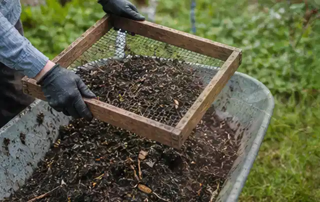 Behandschuhte Hände sieben reifen Kompost über einer Gartenschubkarre; Thema Gewächshaus Fundament, Schwerpunkt Gärten mit kleiner Fläche; Ausgangslage.