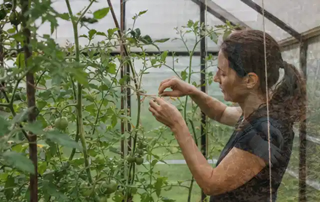 Person bindet junge Tomatentriebe in einem privaten Gewächshaus vorsichtig an; Thema Gewächshaus Fundament, Schwerpunkt Gärten mit kleiner Fläche;…