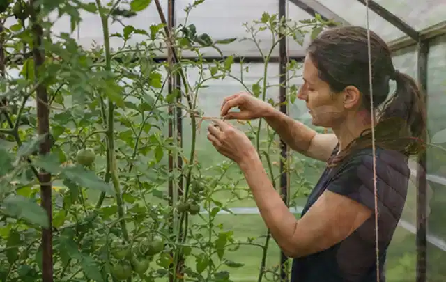 Person bindet junge Tomatentriebe in einem privaten Gewächshaus vorsichtig an; Thema Gewächshaus Fundament, Schwerpunkt Gestaltung; Ausgangslage.