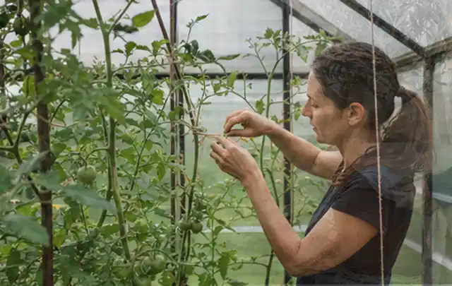 Person bindet junge Tomatentriebe in einem privaten Gewächshaus vorsichtig an; Thema Gewächshaus Heizung, Schwerpunkt Aufbau; Kontrolle.