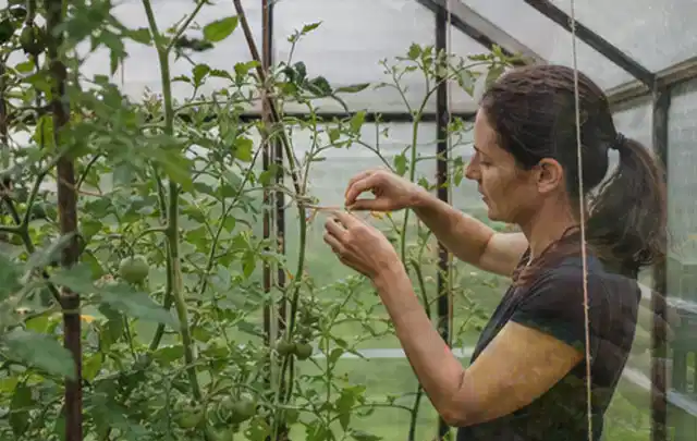 Person bindet junge Tomatentriebe in einem privaten Gewächshaus vorsichtig an; Thema Gewächshaus Heizung, Schwerpunkt Checkliste; Ausgangslage.
