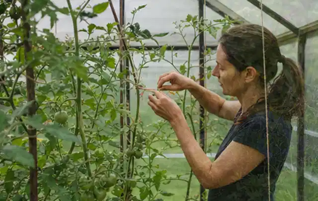 Person bindet junge Tomatentriebe in einem privaten Gewächshaus vorsichtig an; Thema Gewächshaus Heizung, Schwerpunkt Fehlerhilfe; Umsetzung.